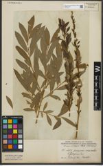Foto von Salix purpurea L. x Salix viminalis L.